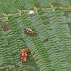 Monolepta froggatti (Leaf beetle) at O'Connor, ACT - 19 Jan 2023 by ConBoekel