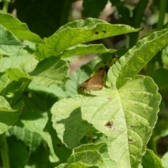 Timoconia flammeata (Bright Shield-skipper) at Charleys Forest, NSW - 20 Jan 2023 by arjay