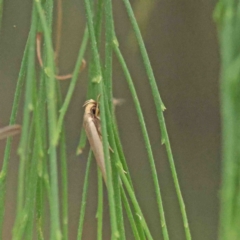 Scieropepla polyxesta (A Gelechioid moth (Xyloryctidae)) at O'Connor, ACT - 18 Jan 2023 by ConBoekel