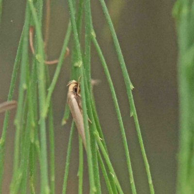 Scieropepla polyxesta (A Gelechioid moth (Xyloryctidae)) at O'Connor, ACT - 18 Jan 2023 by ConBoekel