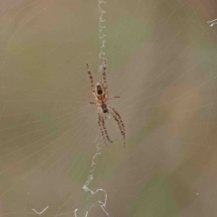 Plebs eburnus (Eastern bush orb-weaver) at O'Connor, ACT - 18 Jan 2023 by ConBoekel