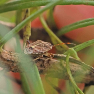 Oncocoris geniculatus at O'Connor, ACT - 19 Jan 2023