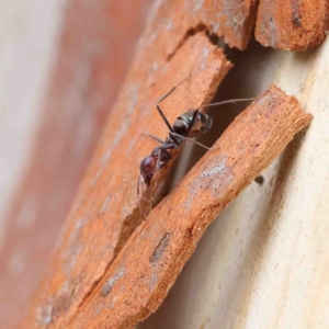 Iridomyrmex purpureus at O'Connor, ACT - 19 Jan 2023