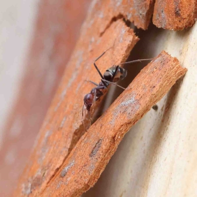 Iridomyrmex purpureus (Meat Ant) at O'Connor, ACT - 19 Jan 2023 by ConBoekel