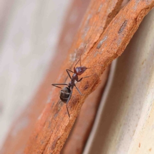 Iridomyrmex purpureus at O'Connor, ACT - 19 Jan 2023