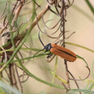 Porrostoma rhipidium at O'Connor, ACT - 19 Jan 2023