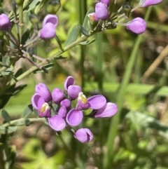 Comesperma retusum (Mountain Milkwort) at Paddys River, ACT - 21 Jan 2023 by JaneR