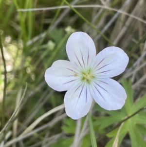 Geranium neglectum at Paddys River, ACT - 21 Jan 2023