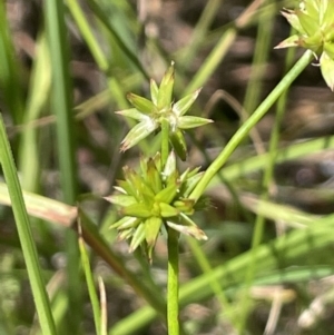 Juncus prismatocarpus at Paddys River, ACT - 21 Jan 2023