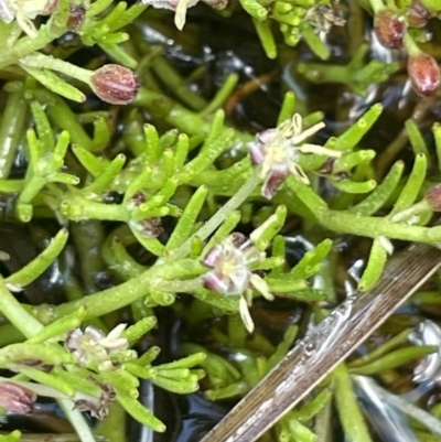 Myriophyllum lophatum (Crested Water-milfoil) at Paddys River, ACT - 21 Jan 2023 by JaneR