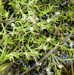 Myriophyllum lophatum at Paddys River, ACT - 21 Jan 2023