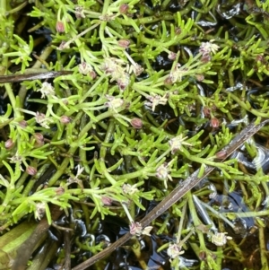 Myriophyllum lophatum at Paddys River, ACT - 21 Jan 2023 01:53 PM