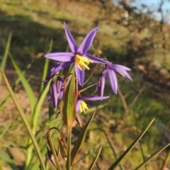Stypandra glauca (Nodding Blue Lily) at Theodore, ACT - 15 Oct 2022 by MichaelBedingfield