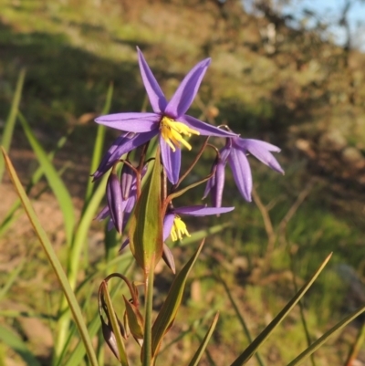 Stypandra glauca (Nodding Blue Lily) at Melrose - 15 Oct 2022 by michaelb