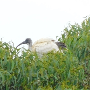 Threskiornis molucca at Symonston, ACT - 22 Jan 2023