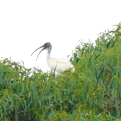 Threskiornis molucca at Symonston, ACT - 22 Jan 2023