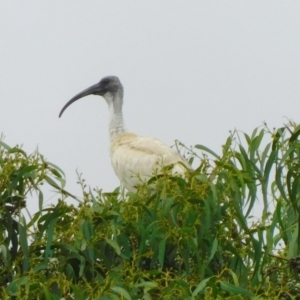 Threskiornis molucca at Symonston, ACT - 22 Jan 2023