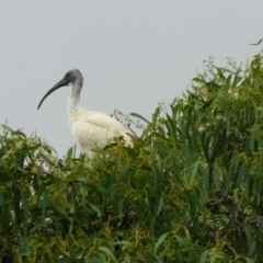 Threskiornis molucca at Symonston, ACT - 22 Jan 2023