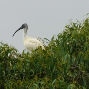 Threskiornis molucca at Symonston, ACT - 22 Jan 2023