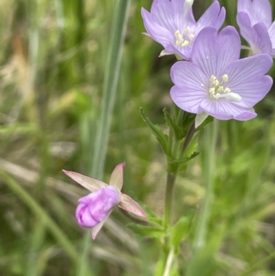 Epilobium billardiereanum subsp. hydrophilum at Paddys River, ACT - 21 Jan 2023 by JaneR