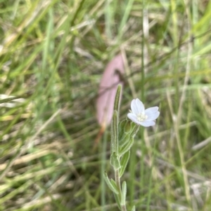 Epilobium hirtigerum at Paddys River, ACT - 21 Jan 2023 02:25 PM