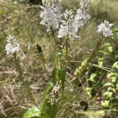 Veronica derwentiana subsp. maideniana at Paddys River, ACT - 21 Jan 2023 by JaneR