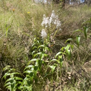 Veronica derwentiana subsp. maideniana at Paddys River, ACT - 21 Jan 2023