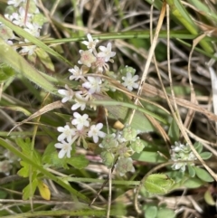 Poranthera microphylla (Small Poranthera) at Paddys River, ACT - 21 Jan 2023 by JaneR