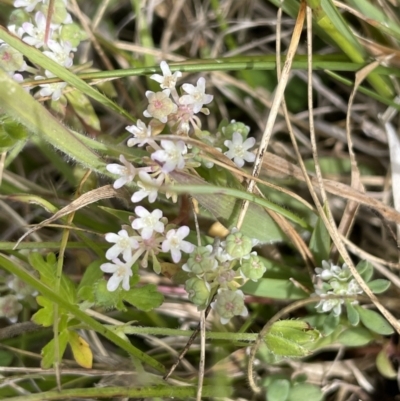 Poranthera microphylla (Small Poranthera) at Paddys River, ACT - 21 Jan 2023 by JaneR