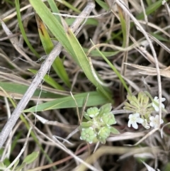 Poranthera microphylla at Paddys River, ACT - 21 Jan 2023 04:10 PM