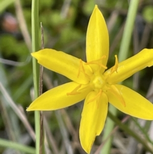 Hypoxis hygrometrica var. hygrometrica at Paddys River, ACT - 21 Jan 2023