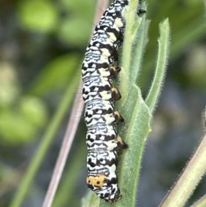 Phalaenoides tristifica at Paddys River, ACT - 21 Jan 2023 03:30 PM