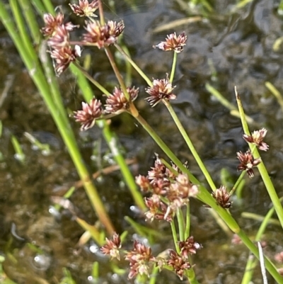 Juncus articulatus (A Rush) at Gibraltar Pines - 21 Jan 2023 by JaneR