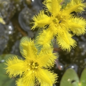 Nymphoides geminata at Paddys River, ACT - 21 Jan 2023