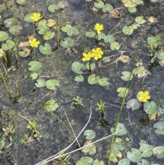 Nymphoides geminata at Paddys River, ACT - 21 Jan 2023