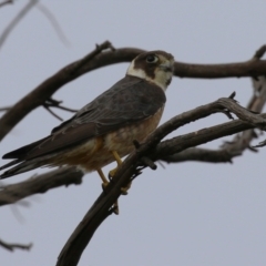 Falco longipennis (Australian Hobby) at Fyshwick, ACT - 21 Jan 2023 by RodDeb