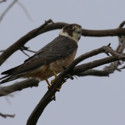 Falco longipennis (Australian Hobby) at Fyshwick, ACT - 21 Jan 2023 by RodDeb