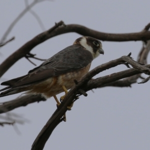 Falco longipennis at Fyshwick, ACT - 21 Jan 2023 06:26 PM