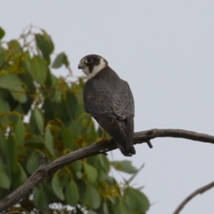 Falco longipennis at Fyshwick, ACT - 21 Jan 2023 06:26 PM