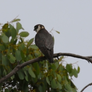 Falco longipennis at Fyshwick, ACT - 21 Jan 2023 06:26 PM