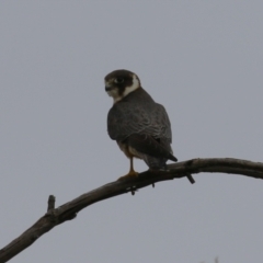 Falco longipennis at Fyshwick, ACT - 21 Jan 2023 06:26 PM