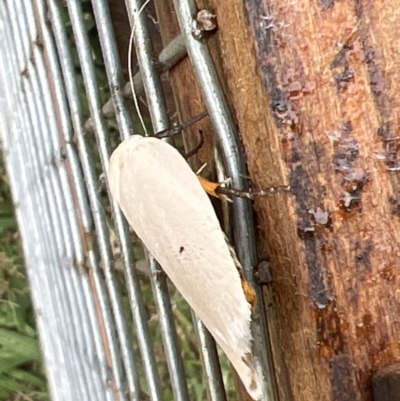 Maroga melanostigma (Pecan Stem Girdler) at Holt, ACT - 22 Jan 2023 by JimL