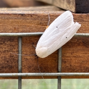 Maroga melanostigma at Holt, ACT - 22 Jan 2023