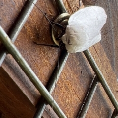 Maroga melanostigma at Holt, ACT - 22 Jan 2023