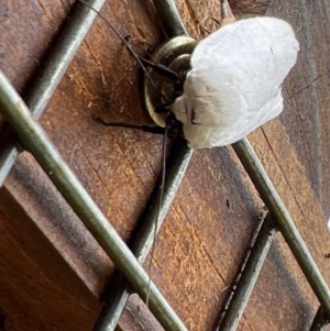 Maroga melanostigma at Holt, ACT - 22 Jan 2023