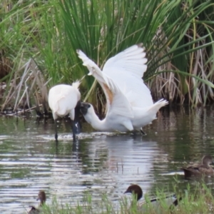 Platalea regia at Fyshwick, ACT - 21 Jan 2023