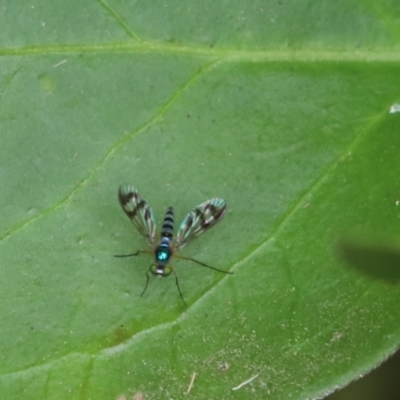 Heteropsilopus ingenuus (A long-legged fly) at Kaleen, ACT - 19 Jan 2023 by Tammy