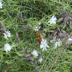 Chrysolarentia chrysocyma (Small Radiating Carpet) at Bimberi, NSW - 21 Jan 2023 by JohnnyBoyACT