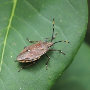 Omyta centrolineata at Kaleen, ACT - 19 Jan 2023