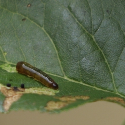 Caliroa cerasi (Pear and cherry slug) at Kaleen, ACT - 19 Jan 2023 by Tammy